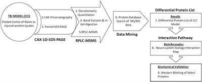 Neuroproteomics and Systems Biology Approach to Identify Temporal Biomarker Changes Post Experimental Traumatic Brain Injury in Rats